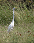 Great Egret 5065